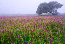 kaas world heritage