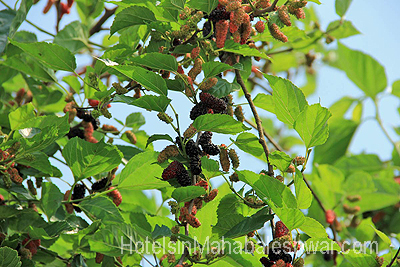 mahabaleshwar Garden Cottage Garden Icecream