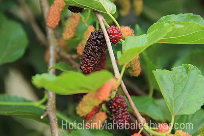 mahabaleshwar Garden Cottage Garden Icecream