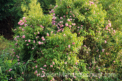 mahabaleshwar Garden Cottage Garden Icecream